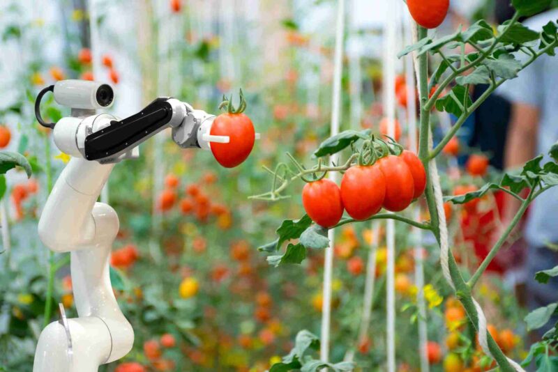 Un agriculteur travaillant avec un robot dans un champ de cultures